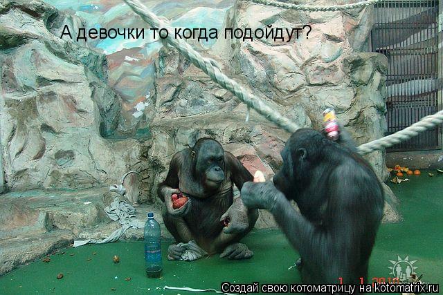 Котоматрица: А девочки то когда подойдут?