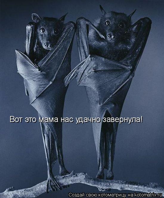 Котоматрица: Вот это мама нас удачно завернула!