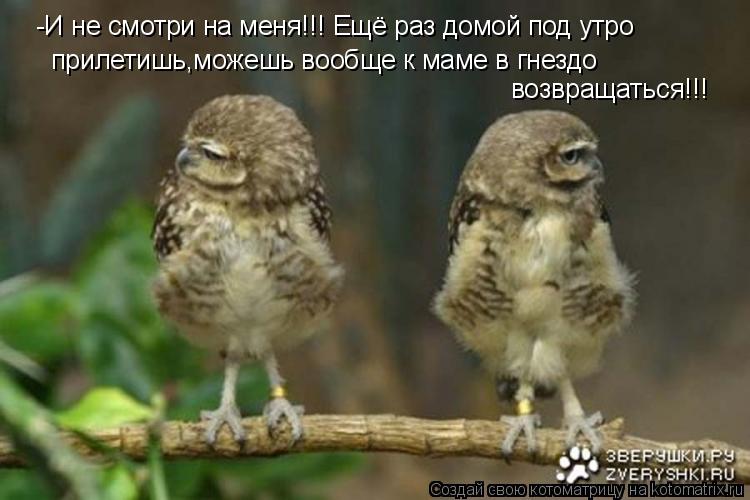 Котоматрица: -И не смотри на меня!!! Ещё раз домой под утро  возвращаться!!!  прилетишь,можешь вообще к маме в гнездо