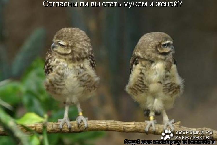 Котоматрица: Согласны ли вы стать мужем и женой?
