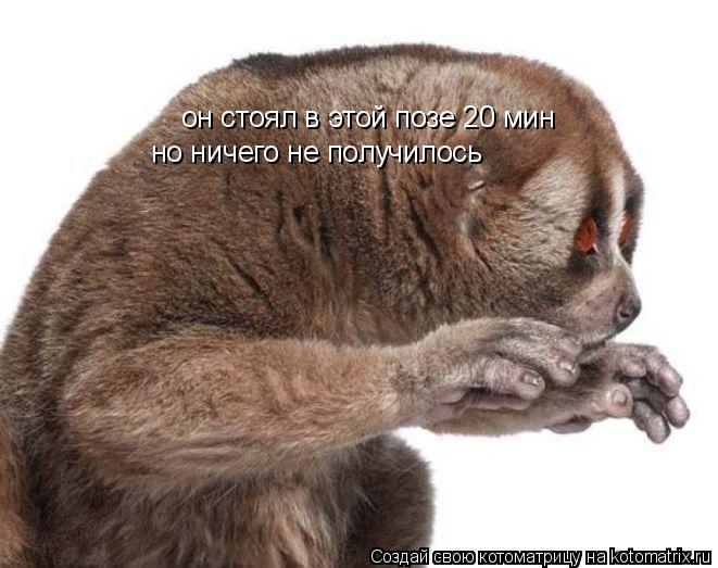Котоматрица: он стоял в этой позе 20 мин но ничего не получилось