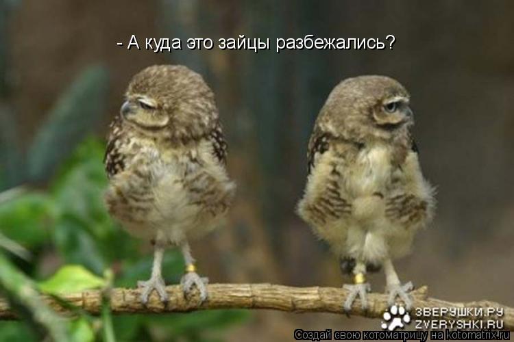 Котоматрица: - А куда это зайцы разбежались?