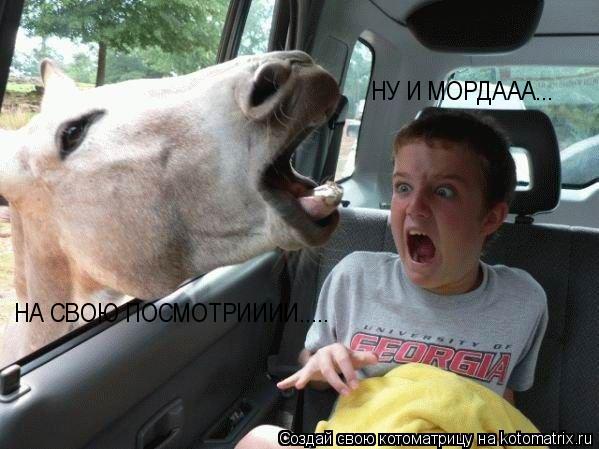 Котоматрица: НУ И МОРДААА... НА СВОЮ ПОСМОТРИИИИ.....