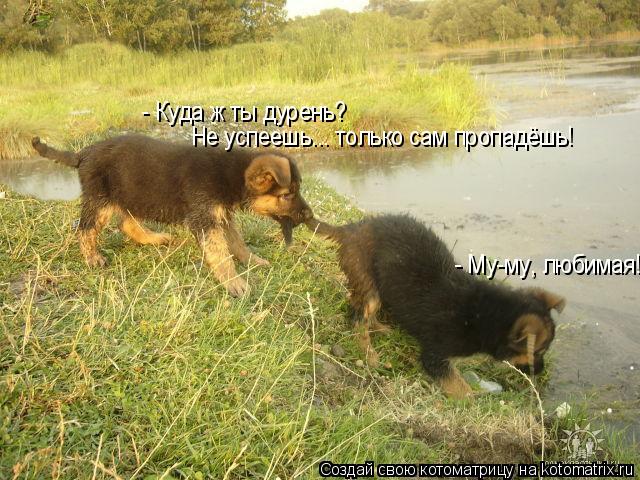 Котоматрица: - Куда ж ты дурень? Не успеешь... только сам пропадёшь! - Му-му, любимая!