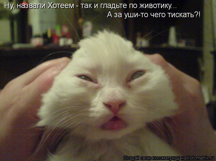 Котоматрица: Ну, назвали Хотеем - так и гладьте по животику... А за уши-то чего тискать?!