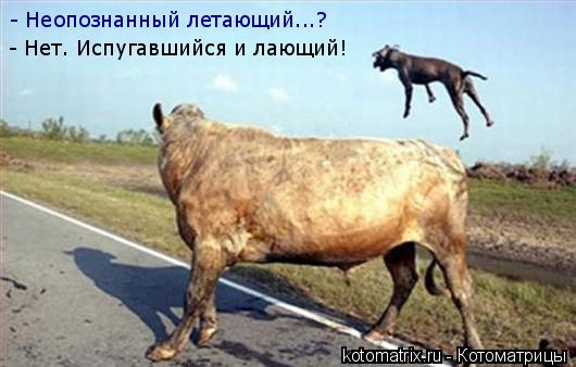 Котоматрица: - Неопознанный летающий...? - Нет. Испугавшийся и лающий!