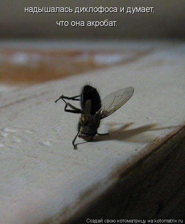 Котоматрица: надышалась дихлофоса и думает, что она акробат.