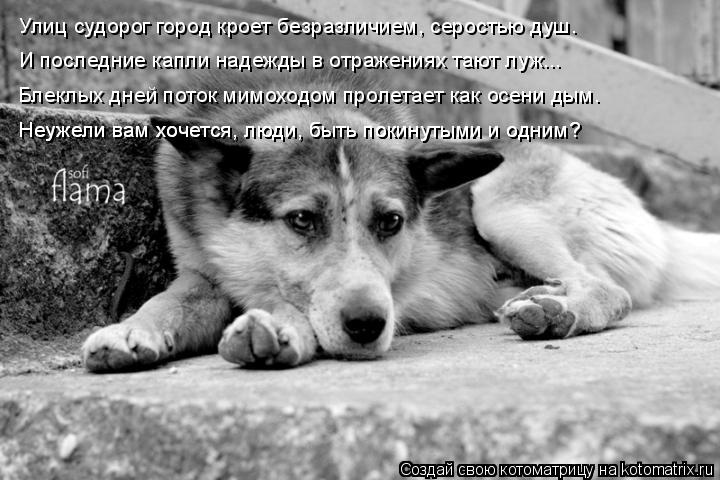 Котоматрица: Улиц судорог город кроет безразличием, серостью душ. И последние капли надежды в отражениях тают луж... Блеклых дней поток мимоходом пролет