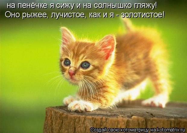 Котоматрица: на пенёчке я сижу и на солнышко гляжу! Оно рыжее, лучистое, как и я - золотистое!