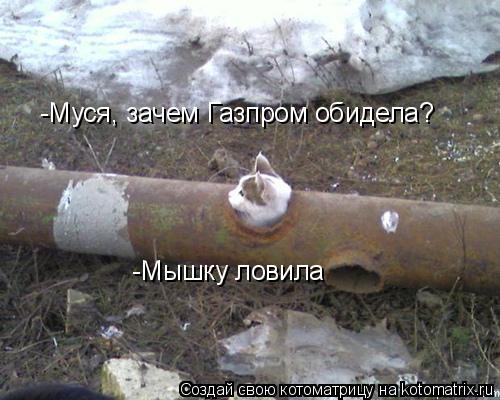 Котоматрица: -Муся, зачем Газпром обидела? -Мышку ловила