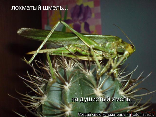 Котоматрица: лохматый шмель... на душистый хмель...