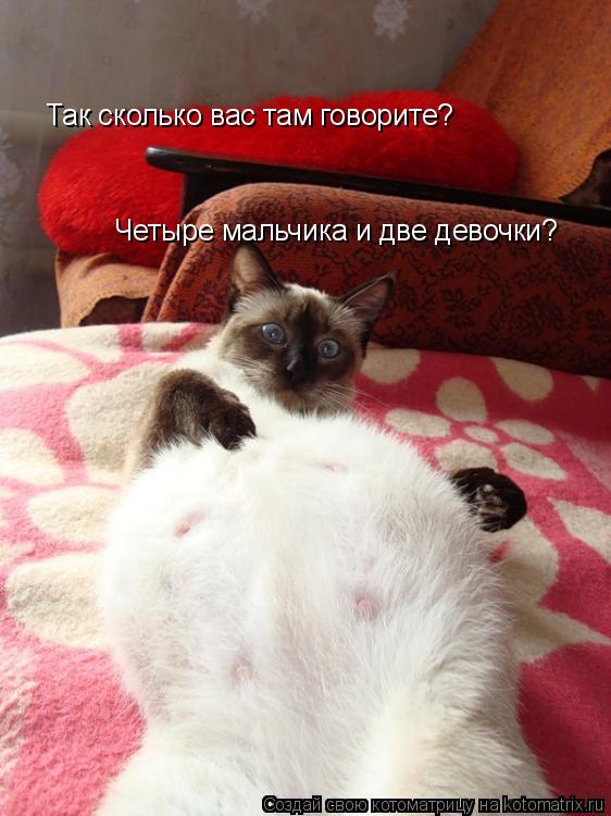 Котоматрица: Так сколько вас там говорите? Четыре мальчика и две девочки?