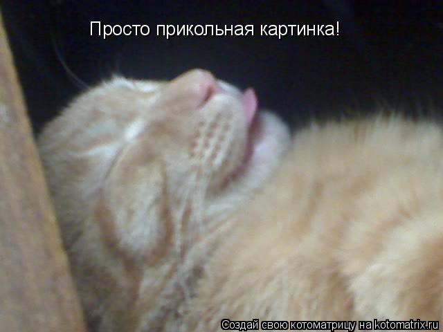 Котоматрица: Просто прикольная картинка!