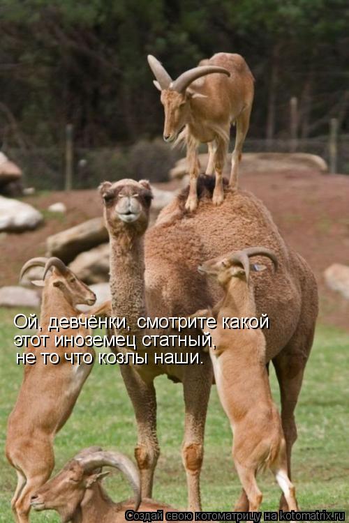 Котоматрица: Ой, девчёнки, смотрите какой  этот иноземец статный, не то что козлы наши.
