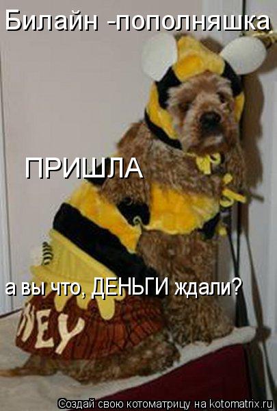Котоматрица: ПРИШЛА Билайн -пополняшка а вы что, ДЕНЬГИ ждали?