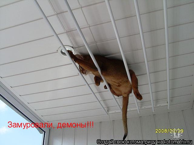 Котоматрица: Замуровали, демоны!!!