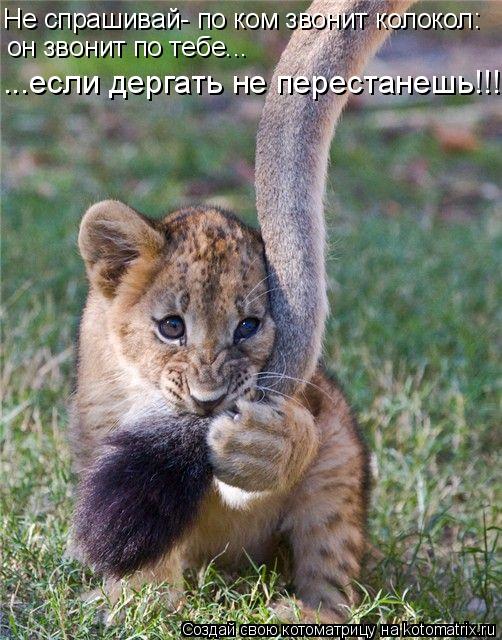 Котоматрица: Не спрашивай- по ком звонит колокол:  он звонит по тебе... ...если дергать не перестанешь!!!