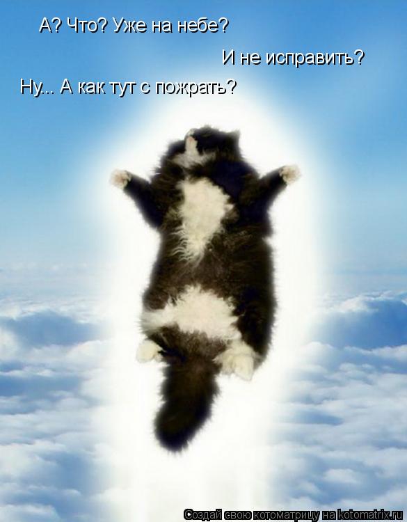 Котоматрица: А? Что? Уже на небе? И не исправить? Ну... А как тут с пожрать?