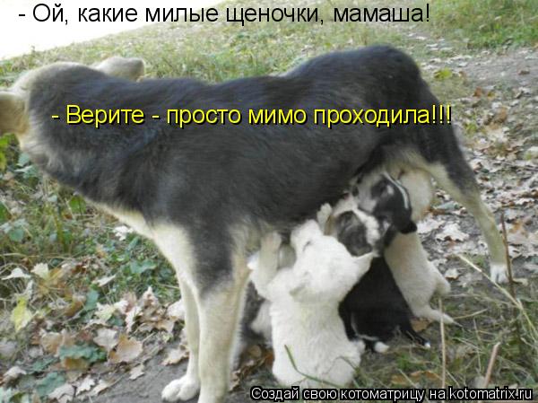 - Ой, какие милые щеночки, мамаша! - Верите - просто мимо проходила!!!... Котоматрица: - Ой, какие милые щеночки, мамаша! - Верите - просто мимо проходила!!!