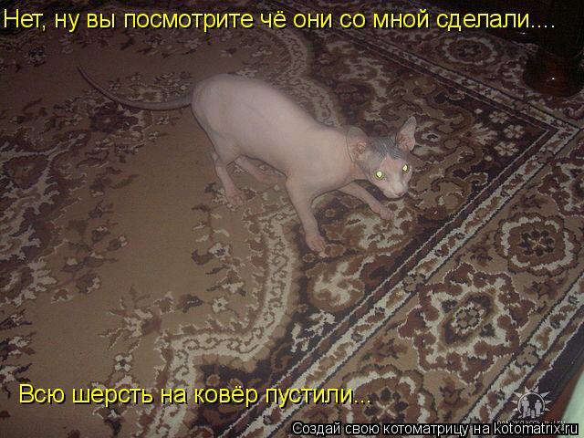 Котоматрица: Нет, ну вы посмотрите чё они со мной сделали.... Всю шерсть на ковёр пустили...