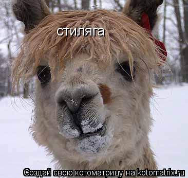 стиляга... Котоматрица: стиляга