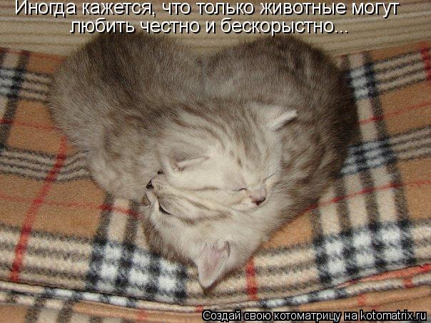 Иногда кажется, что только животные могут любить честно и бескорыстно...... Котоматрица: Иногда кажется, что только животные могут любить честно и бескорыстно...