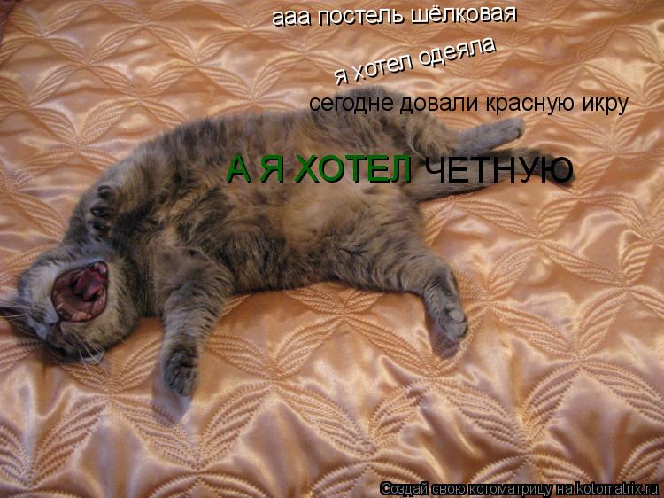 Котоматрица: ааа постель шёлковая я хотел одеяла сегодне довали красную икру  А Я ХОТЕЛ  ЧЕТНУЮ