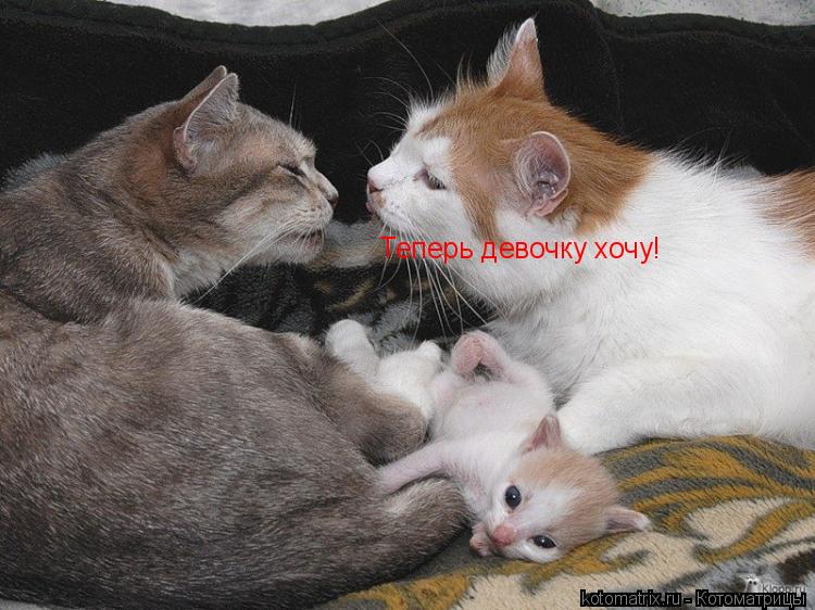 Котоматрица: Теперь девочку хочу!