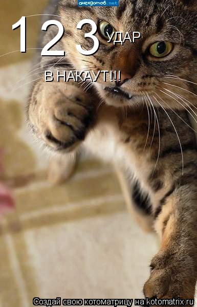 Котоматрица: 1 2 3 УДАР В НАКАУТ!!!