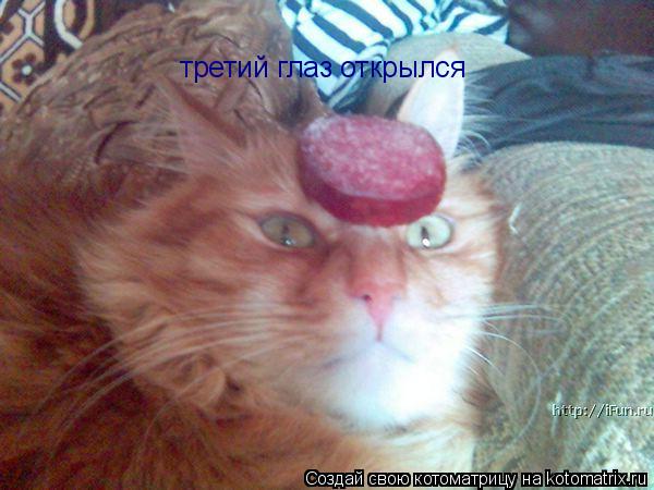 Котоматрица: третий глаз открылся