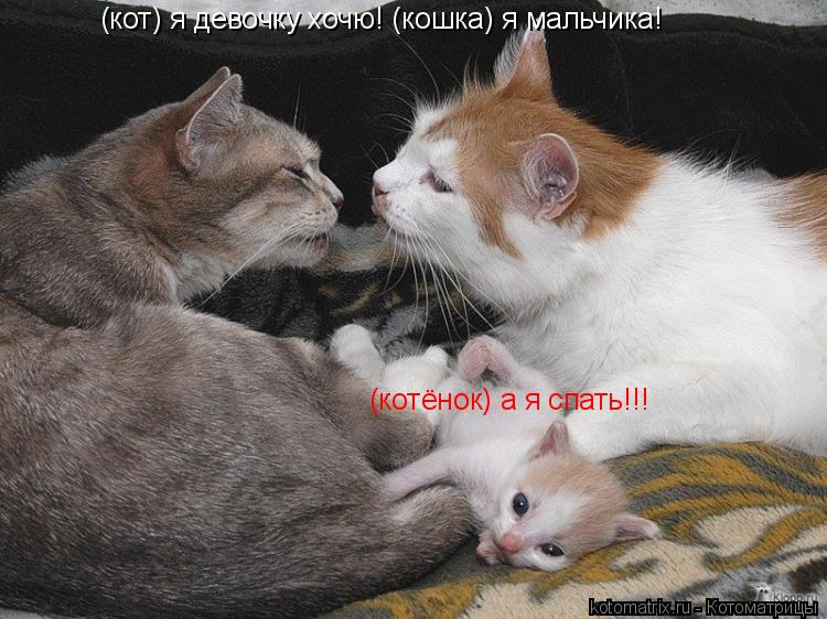 Котоматрица: (кот) я девочку хочю! (кошка) я мальчика! (котёнок) а я спать!!!
