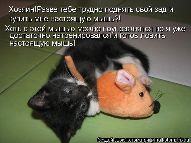 Котоматрица: Хозяин!Разве тебе трудно поднять свой зад и купить мне настоящую мышь?! Хоть с этой мышью можно поупражнятся но я уже достаточно натрениров