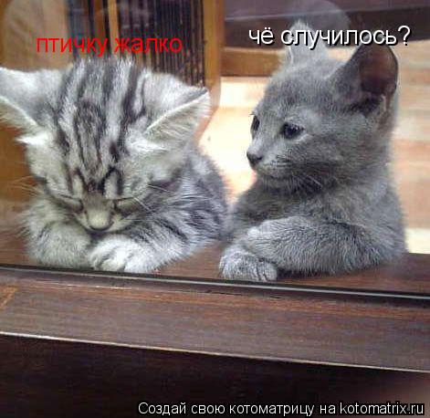 Котоматрица: чё случилось? птичку жалко