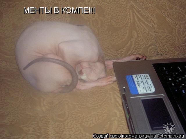 Котоматрица: МЕНТЫ В КОМПЕ!!!