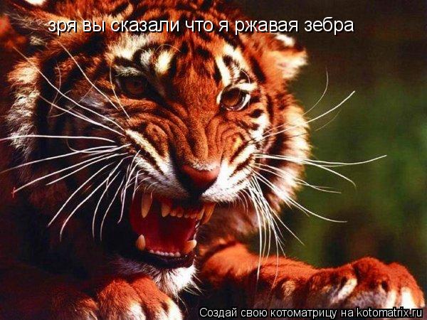Котоматрица: зря вы сказали что я ржавая зебра