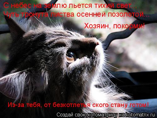 Котоматрица: Хозяин, покорми!  Из-за тебя, от безкотлетья ского стану готом! С небес на землю льется тихий свет... Чуть тронута листва осенней позолотой...