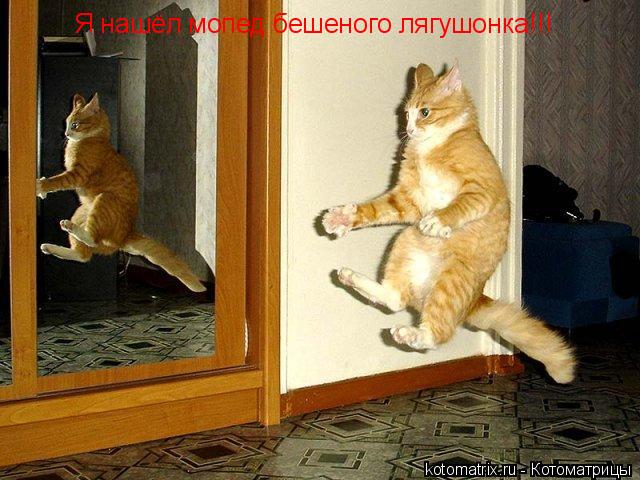 Котоматрица: Я нашёл мопед бешеного лягушонка!!!