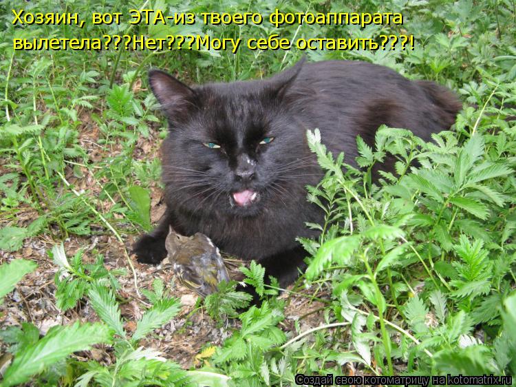 Котоматрица: Хозяин, вот ЭТА-из твоего фотоаппарата вылетела???Нет???Могу себе оставить???! вылетела???Нет???Могу себе оставить???!