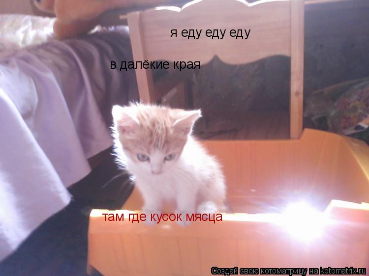 Котоматрица: я еду еду еду  в далёкие края там где кусок мясца