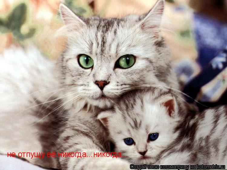 Котоматрица: не отпущу её никогда...никогда...