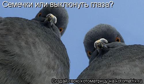 Котоматрица: Семечки или выклюнуть глаза?