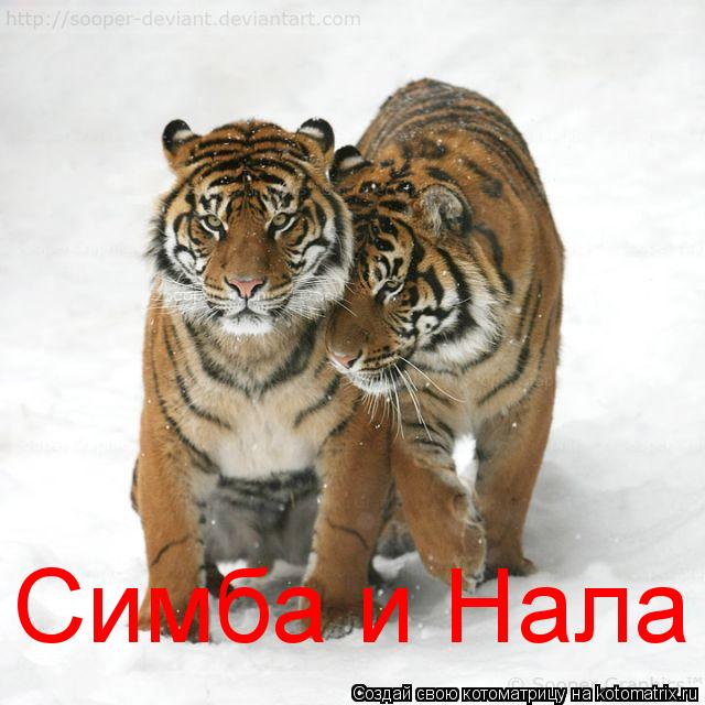 Котоматрица: Симба и Нала