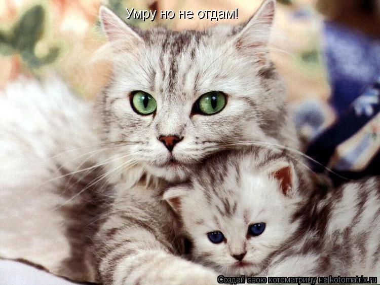 Котоматрица: Умру но не отдам!