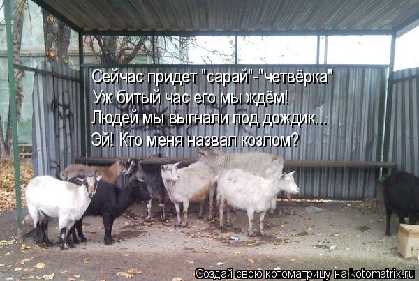 Котоматрица: Сейчас придет "сарай"-"четвёрка" Уж битый час его мы ждём! Людей мы выгнали под дождик... Эй! Кто меня назвал козлом?