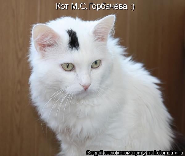 Котоматрица: Кот М.С.Горбачёва :)