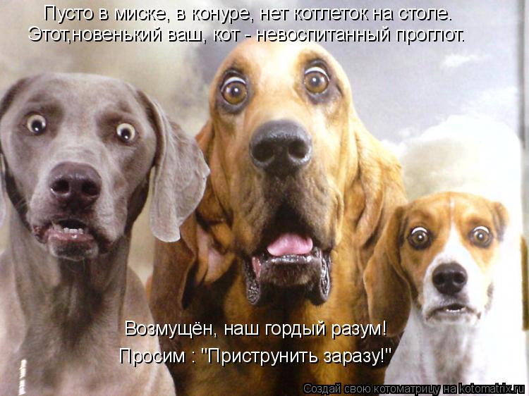 Пусто в миске, в конуре, нет котлеток на столе. Этот,новенький ваш, кот - невоспитанный проглот. Возм... Котоматрица: Пусто в миске, в конуре, нет котлеток на столе. Этот,новенький ваш, кот - невоспитанный проглот. Возмущён, наш гордый разум! Просим : "Приструн