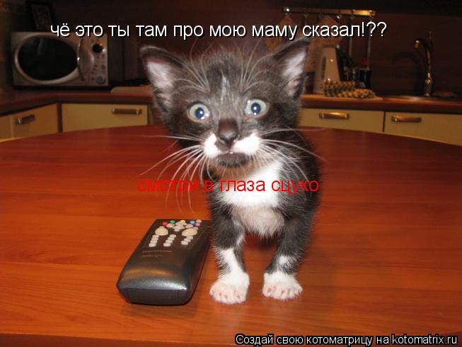 Котоматрица: чё это ты там про мою маму сказал!?? смотри в глаза сцуко