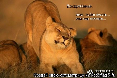 Котоматрица: ммм...пойти поесть... ...или еще поспать... Воскресенье.