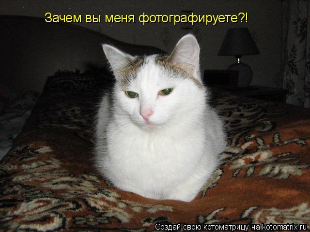 Котоматрица: Зачем вы меня фотографируете?!