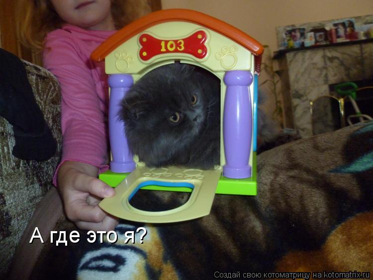А где это я?... Котоматрица: А где это я?